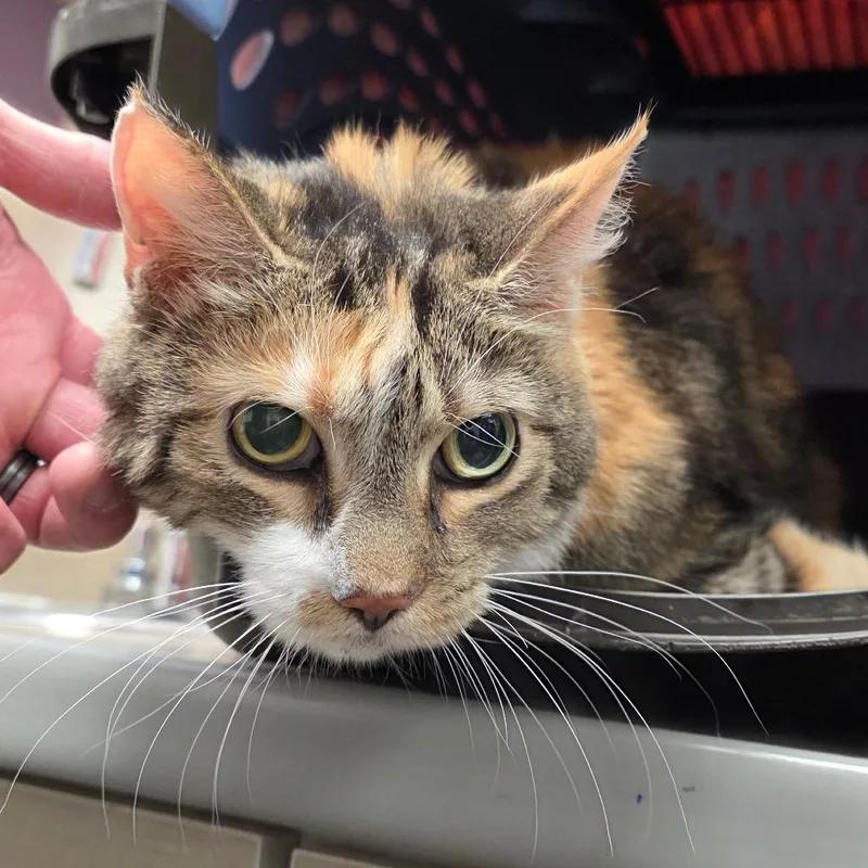 A senior medium-sized female Calico Domestic Medium Hair cat named Kalia for adoption in Albuquerque, NM
