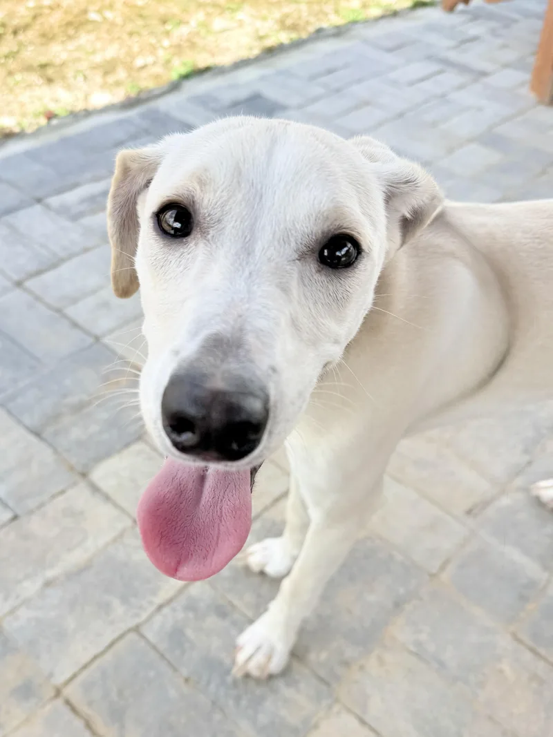 A young small-sized male Yellow / Tan / Blond / Fawn Jack Russell Terrier dog named Samson for adoption in Uxbridge, MA