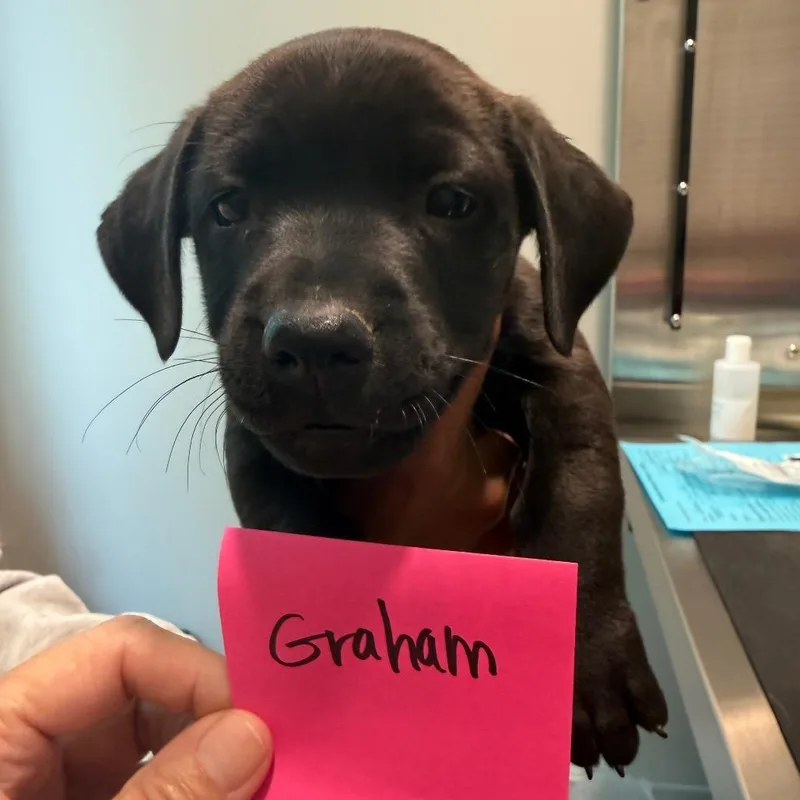 A baby medium-sized male Labrador Retriever dog named Graham for adoption in Cumming, GA