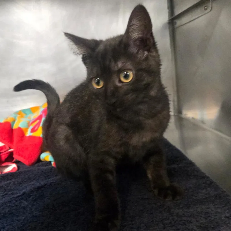 A baby small-sized female Black Domestic Medium Hair cat named Pixel for adoption in San Jacinto, CA