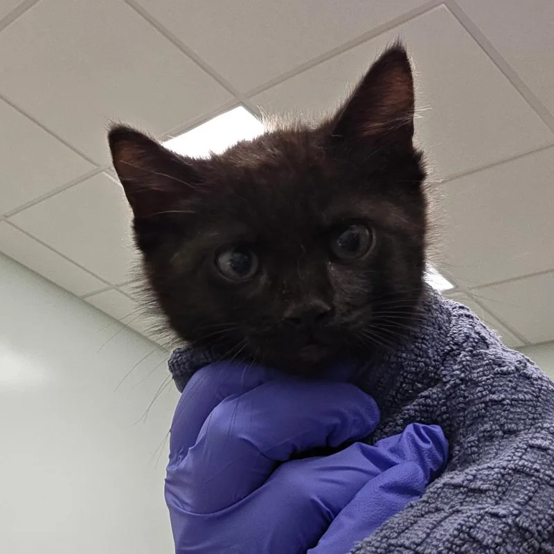 A baby small-sized male Black Domestic Short Hair cat named Bartholomew for adoption in Chattanooga, TN