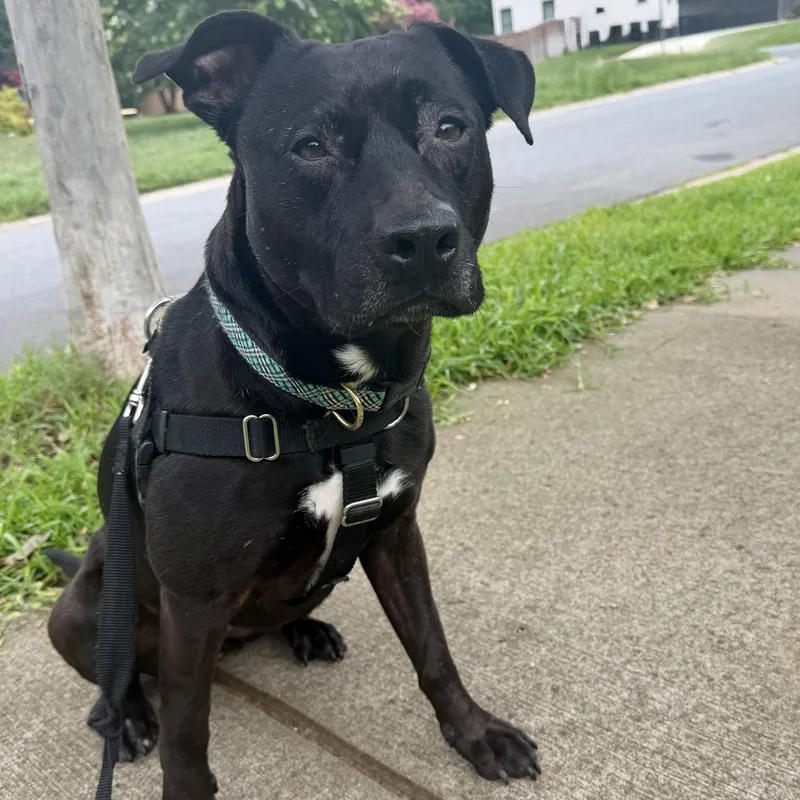 An adult medium-sized female Pit Bull Terrier dog named Penelope for adoption in Charlotte, NC