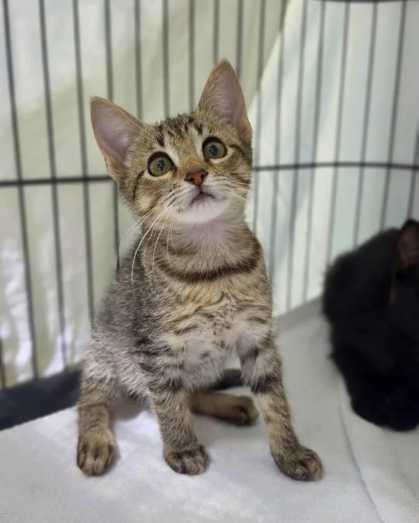 A baby small-sized female Domestic Short Hair cat named Balilah for adoption in Novato, CA