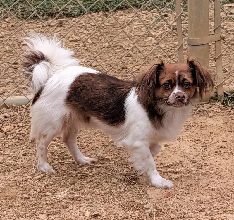 A young small-sized male Papillon dog named Max A for adoption in Plano, TX