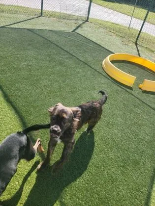 A baby medium-sized male Mixed Breed dog named Percy for adoption in Independence, MO