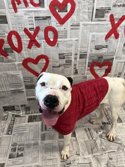 An adult large-sized male Mixed Breed dog named Zeus for adoption in Lafayette, IN