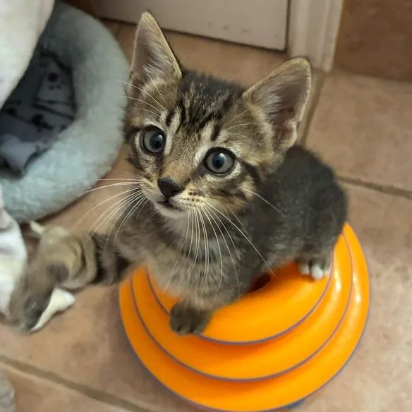 A baby small-sized male Brown / Chocolate Domestic Short Hair cat named Homie Buddy for adoption in Austin, TX