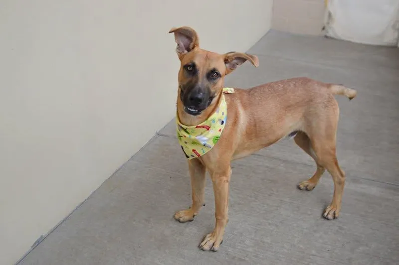 A young large-sized male Black Mouth Cur dog named Moss for adoption in McKinney, TX