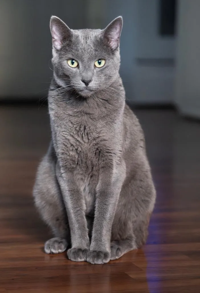 An adult large-sized male Domestic Short Hair cat named Charly for adoption in Thayne, WY