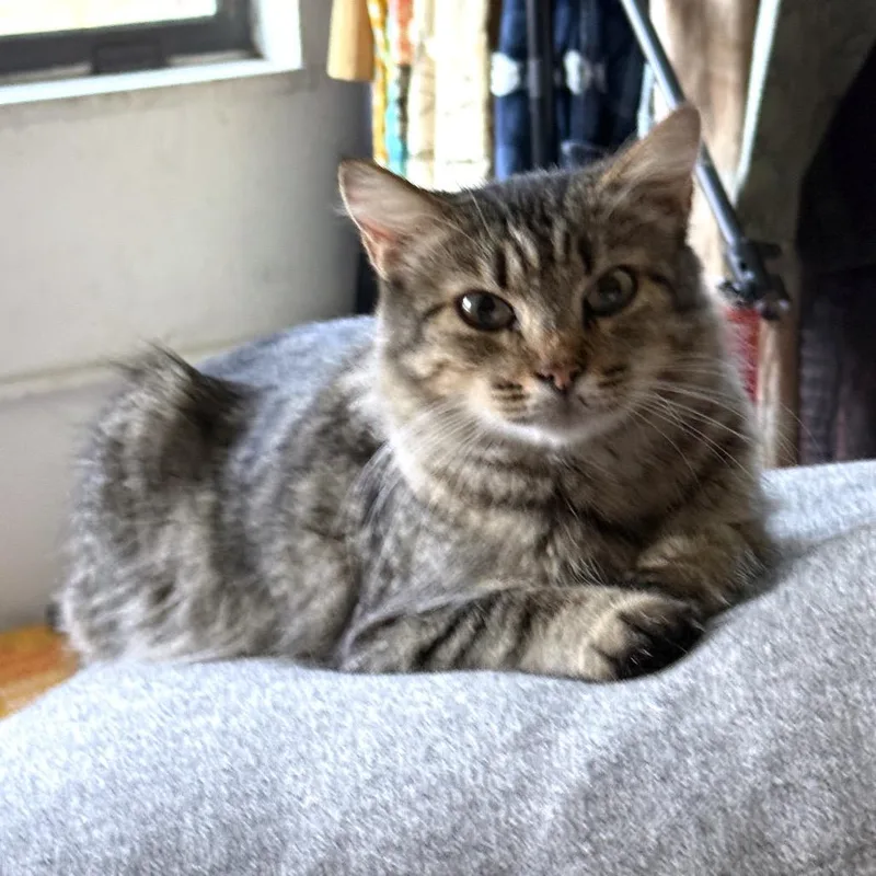An adult medium-sized female Gray / Blue / Silver Domestic Medium Hair cat named Chutoro for adoption in Los Angeles, CA