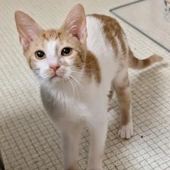A baby small-sized female Tabby (Orange / Red) Domestic Short Hair cat named Broken Arrow for adoption in Richmond, VA