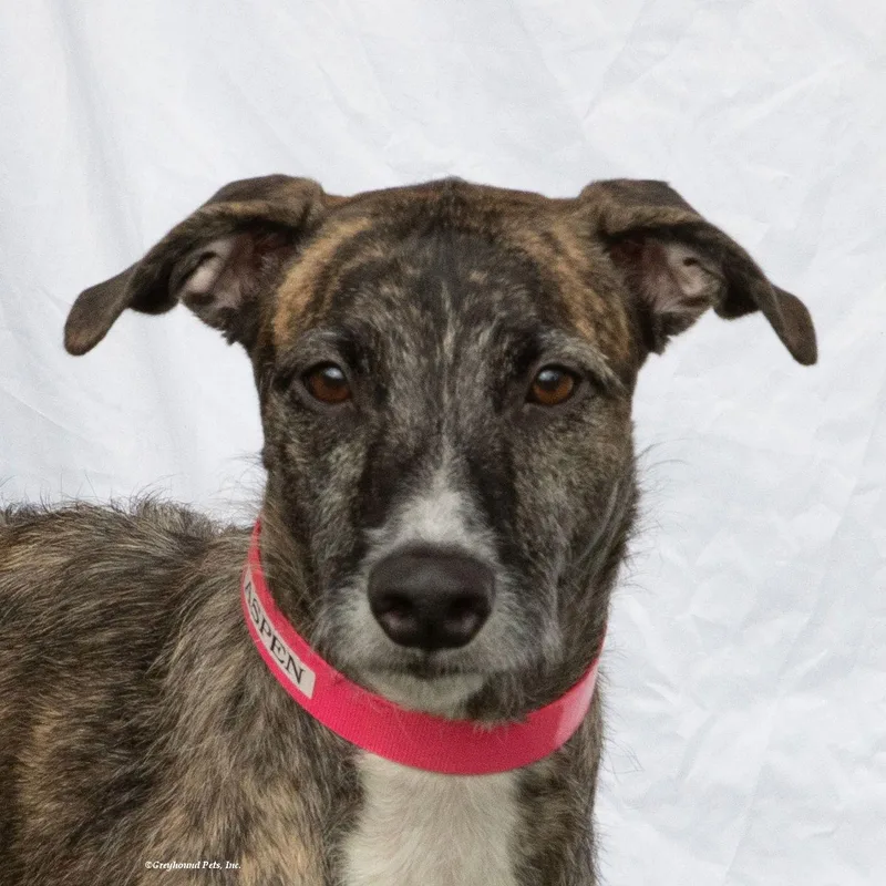 An adult large-sized female Greyhound dog named Aspen for adoption in Woodinville, WA