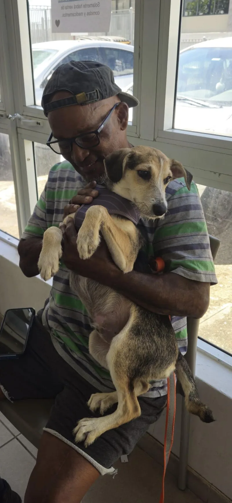 A young medium-sized male Jack Russell Terrier dog named Russell for adoption in New York, NY