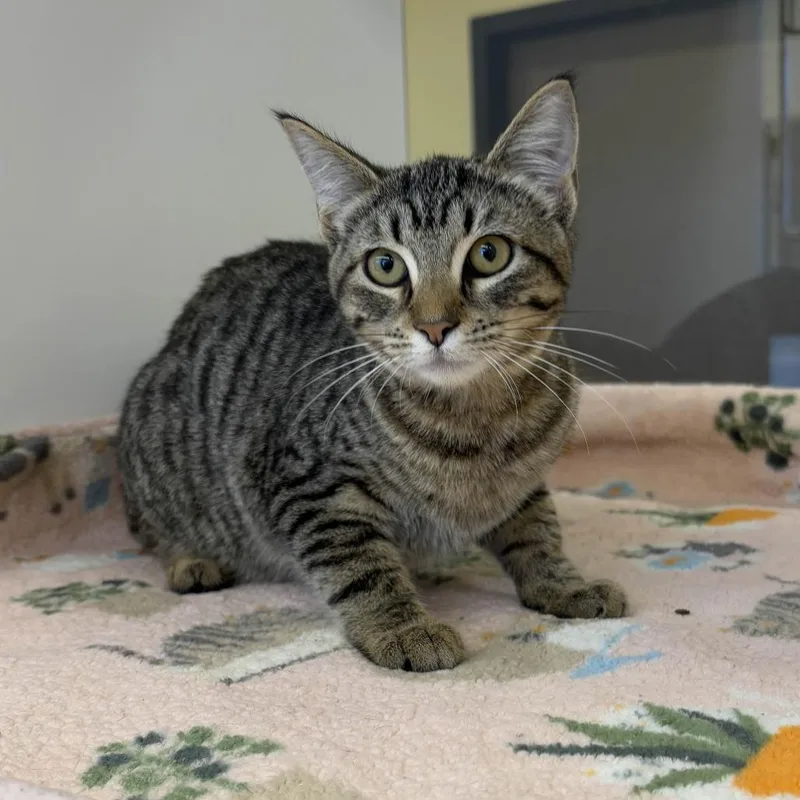 Meow Meow thumbnail 2