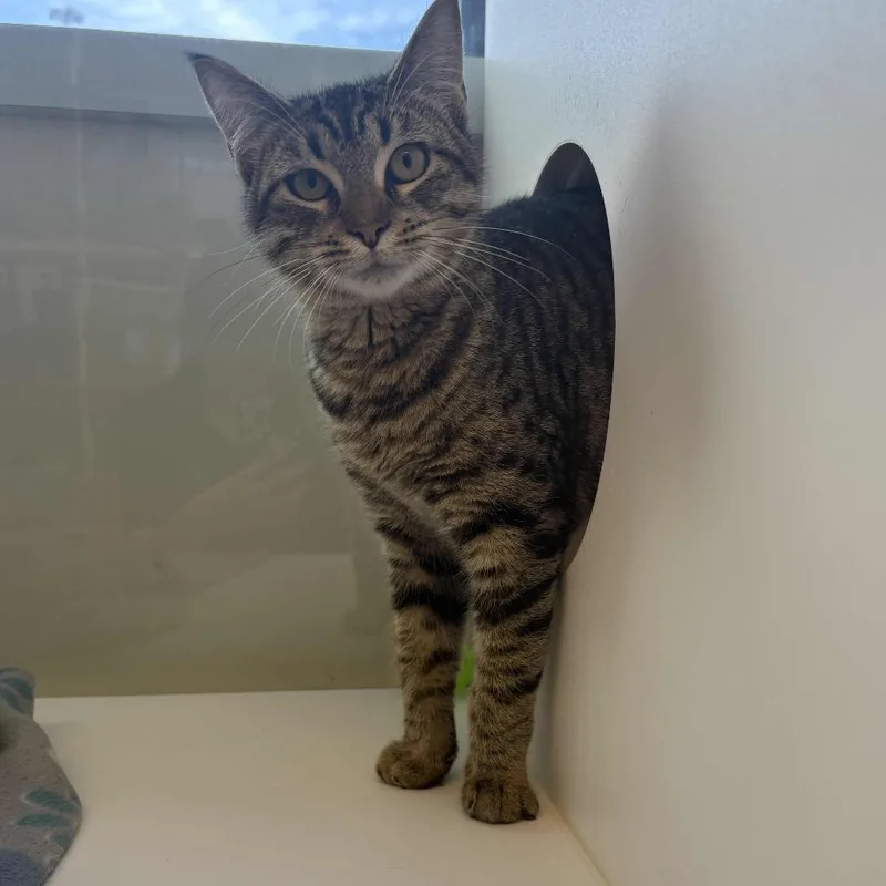 Meow Meow thumbnail 4