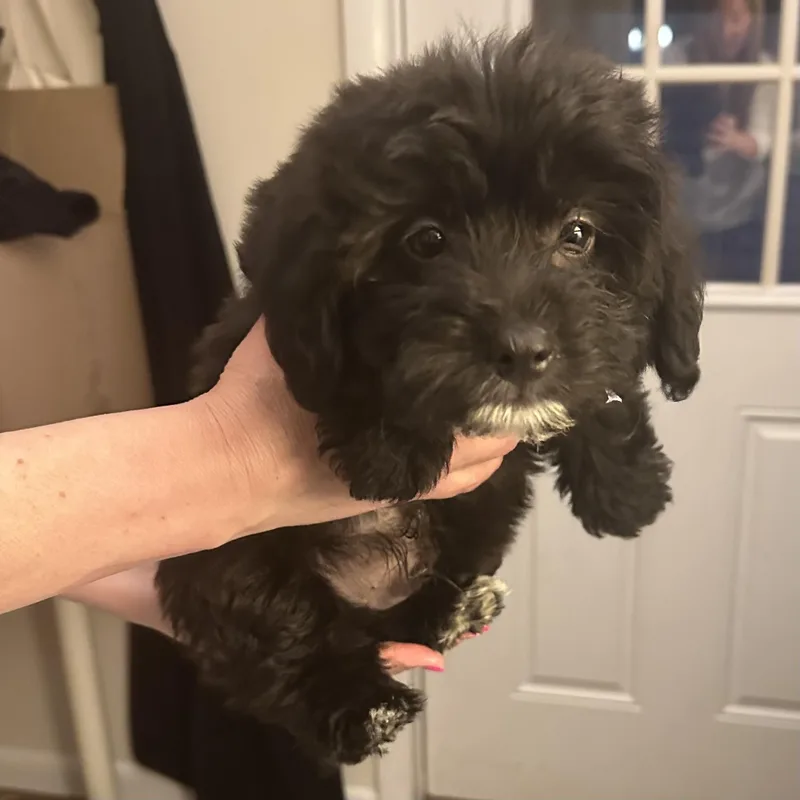 A baby medium-sized male Black Miniature Poodle dog named Duke for adoption in Hillsborough, NJ