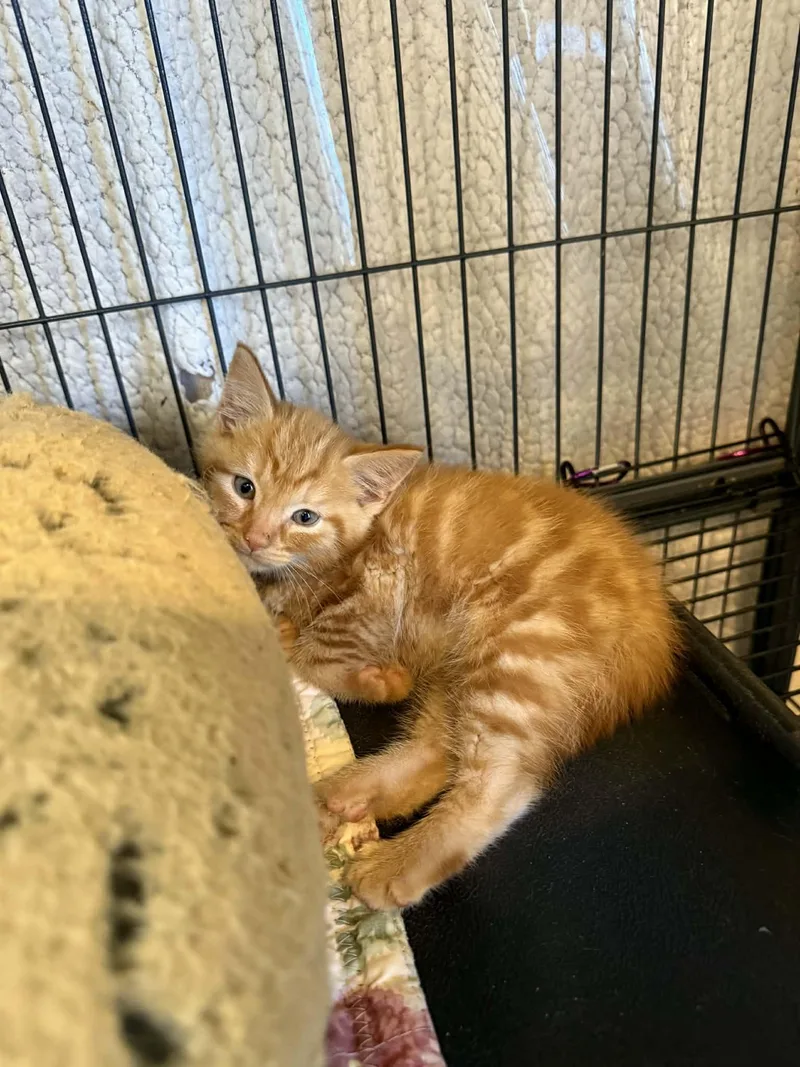 A baby small-sized male Domestic Short Hair cat named Leonard for adoption in Knoxville, TN
