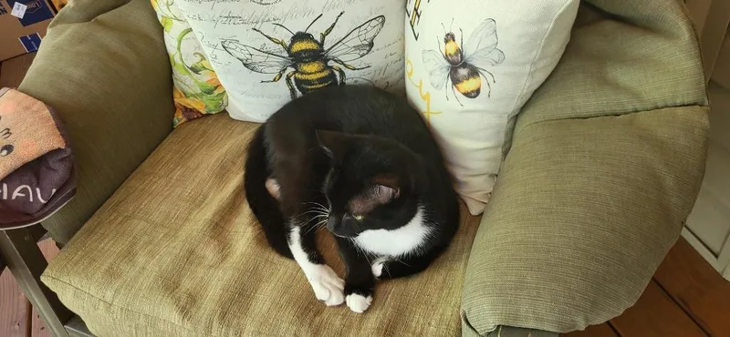 A young medium-sized male Domestic Short Hair cat named Tuxie for adoption in Raleigh, NC