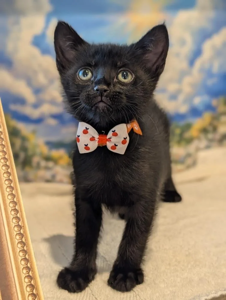 A baby small-sized male Black Domestic Short Hair cat named Goofy for adoption in Fremont, CA