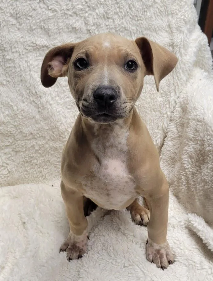 A baby large-sized female Yellow / Tan / Blond / Fawn Pit Bull Terrier dog named Leona for adoption in Lisbon, OH
