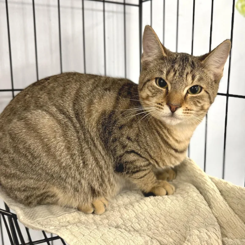 A young medium-sized male Brown / Chocolate Domestic Short Hair cat named Arkansa for adoption in Miami, FL