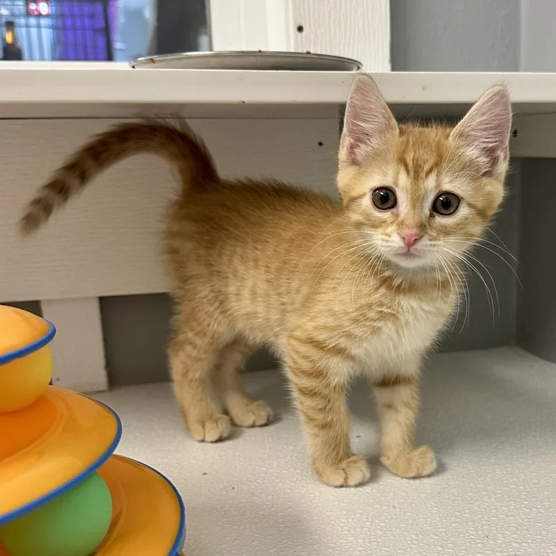 A baby small-sized female Orange / Red Domestic Short Hair cat named Lindsay KC for adoption in Union, MO
