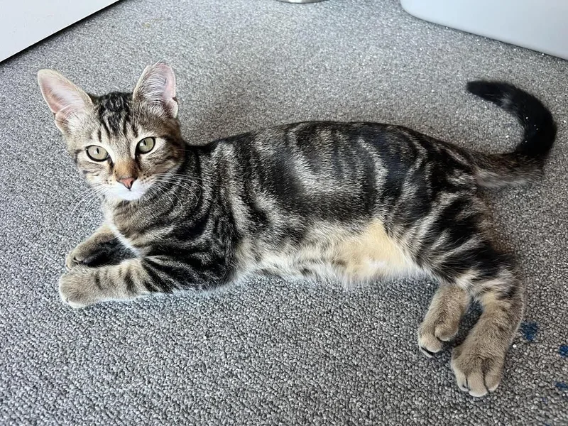 A baby small-sized male Tabby (Brown / Chocolate) Domestic Short Hair cat named Sebastian for adoption in Lancaster, CA