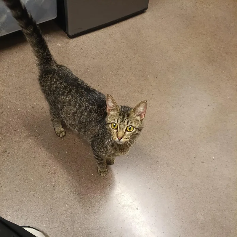 A young medium-sized female Brown / Chocolate Domestic Short Hair cat named Glittersparkle for adoption in Chattanooga, TN