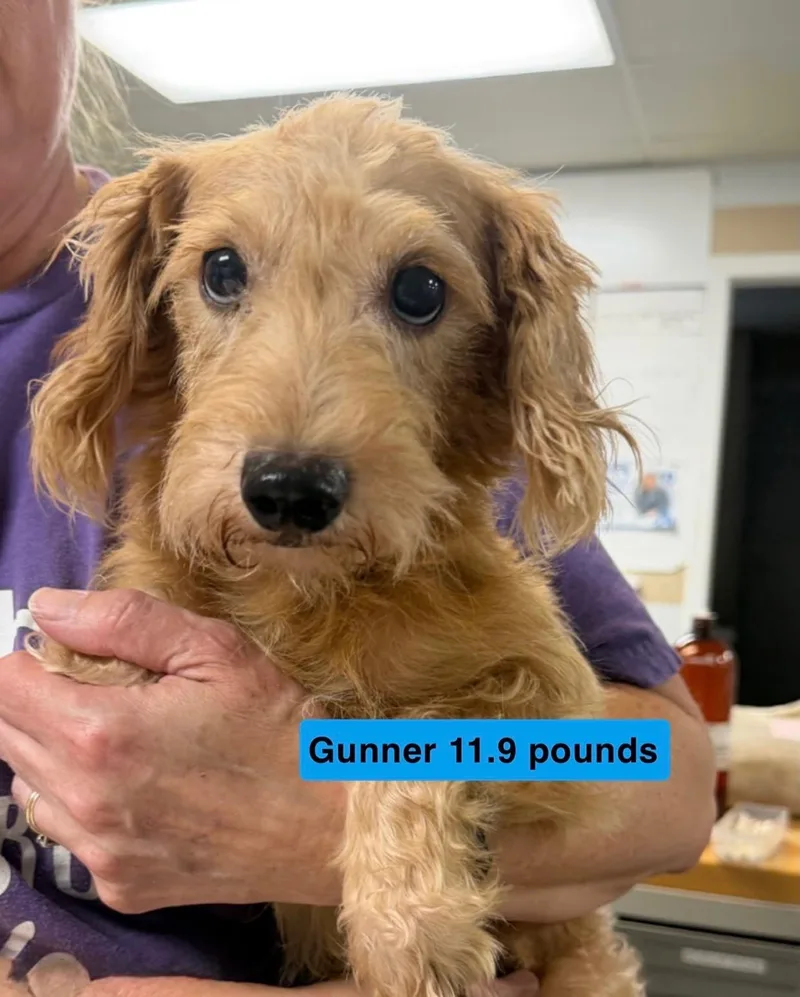 Gunner