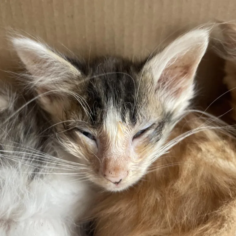 A baby small-sized male Brown / Chocolate Domestic Medium Hair cat named Boots for adoption in Marion, IL