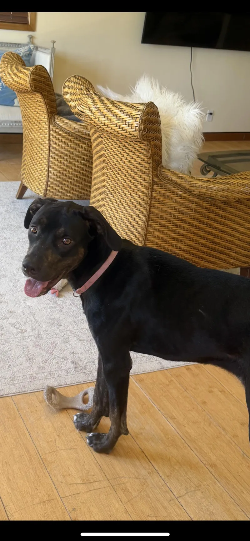 A young large-sized female Labrador Retriever dog named Ella for adoption in Hamden, CT