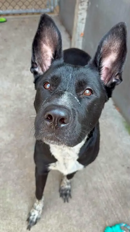 An adult medium-sized female Black Pit Bull Terrier dog named Bardot for adoption in Chicago, IL
