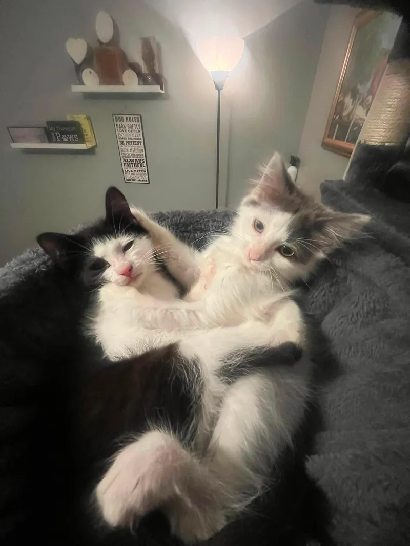 A young medium-sized female Gray & White Domestic Long Hair cat named C Litter Emmy for adoption in Livonia, MI
