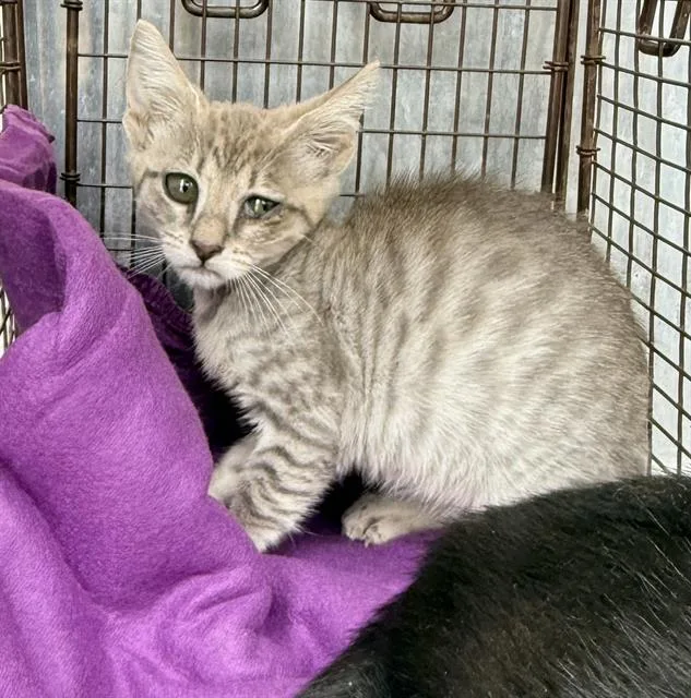A baby small-sized female Domestic Short Hair cat named Tilly for adoption in San Antonio, TX