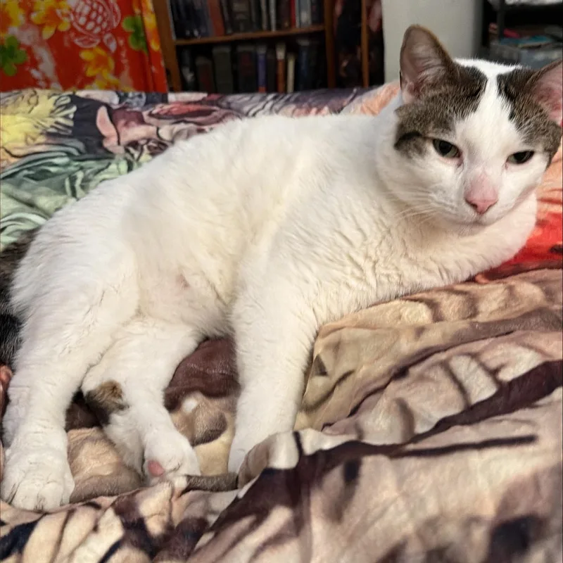 An adult medium-sized male White Domestic Short Hair cat named Courtesy Listing Otis for adoption in Moscow, ID
