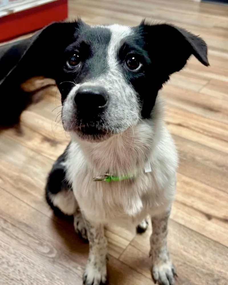 Dottie thumbnail 2
