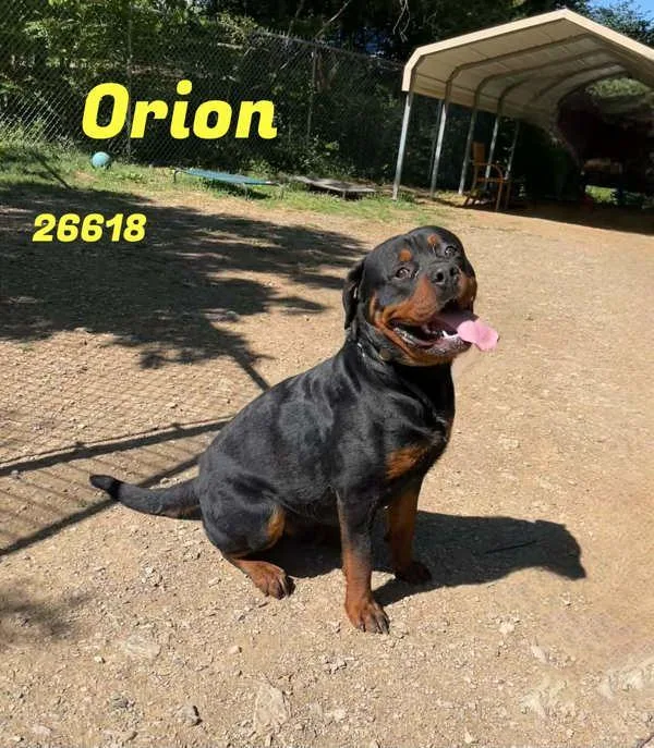 Orion
