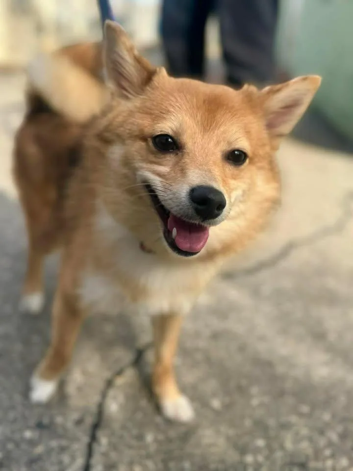 Foxy Tina thumbnail 2