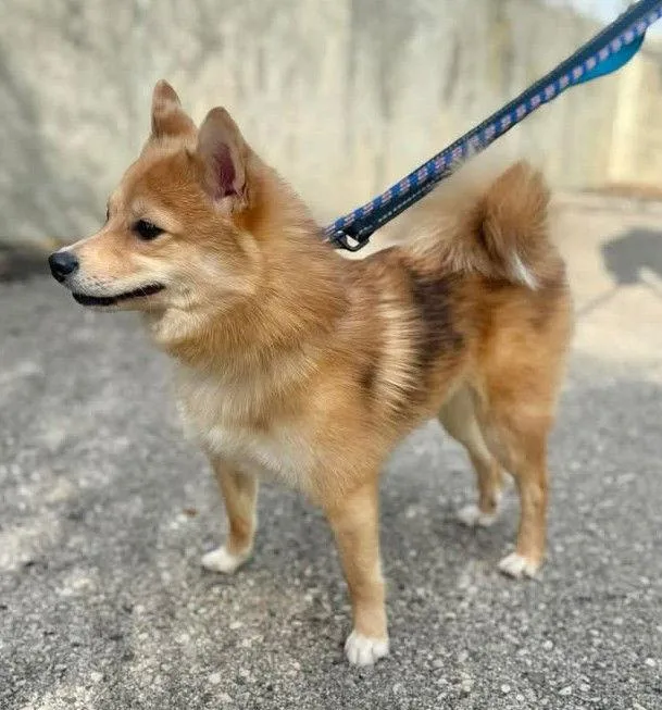 Foxy Tina thumbnail 3