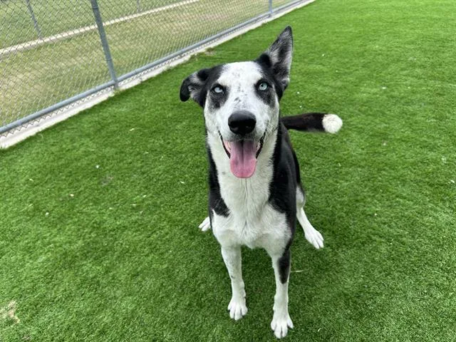 A young large-sized female Siberian Husky dog named Princess for adoption in Grand Prairie, TX