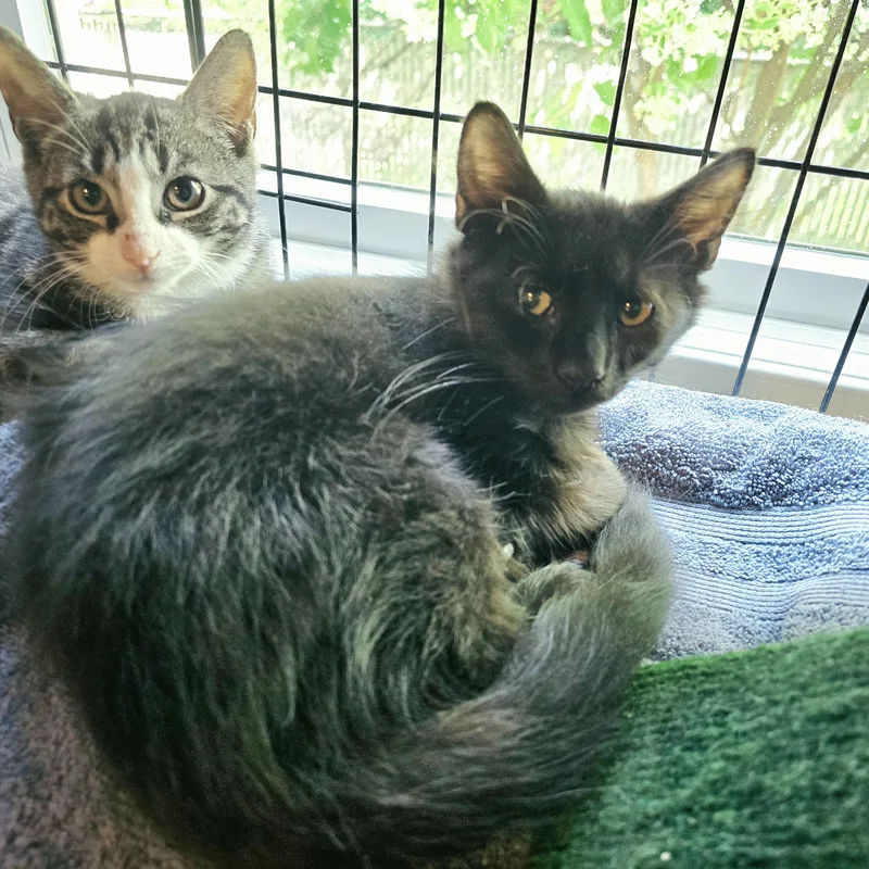 A baby medium-sized male Black Domestic Medium Hair cat named Gabriel for adoption in Woodbridge, NJ