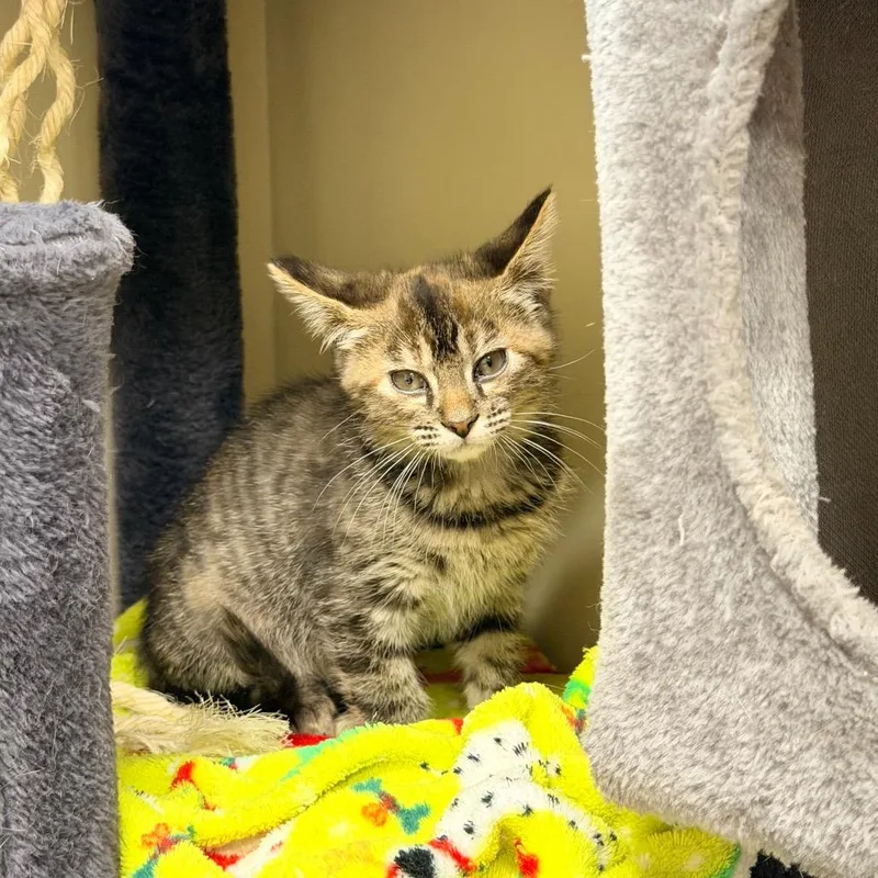 A baby small-sized female Gray / Blue / Silver Domestic Short Hair cat named Chanel for adoption in La Grange, KY