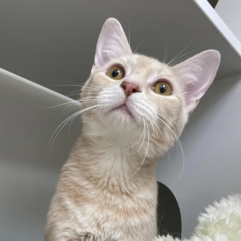 A young medium-sized male Orange / Red Domestic Short Hair cat named Fry for adoption in Champaign, IL