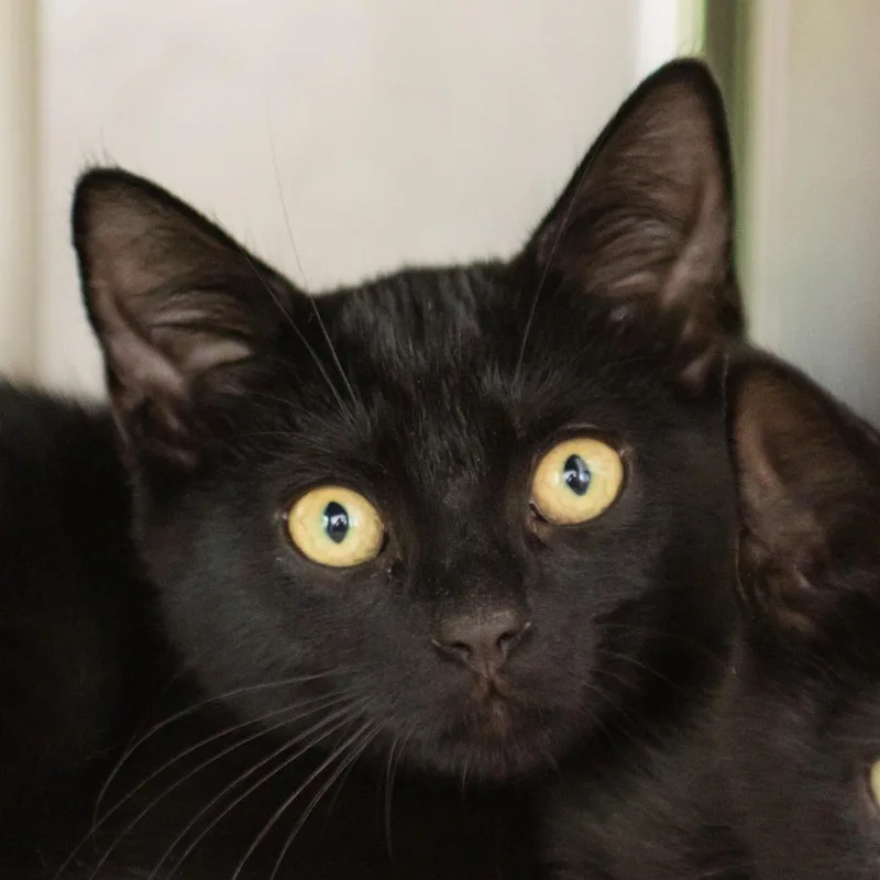 A baby small-sized female Black Domestic Short Hair cat named Singe for adoption in Middletown, RI