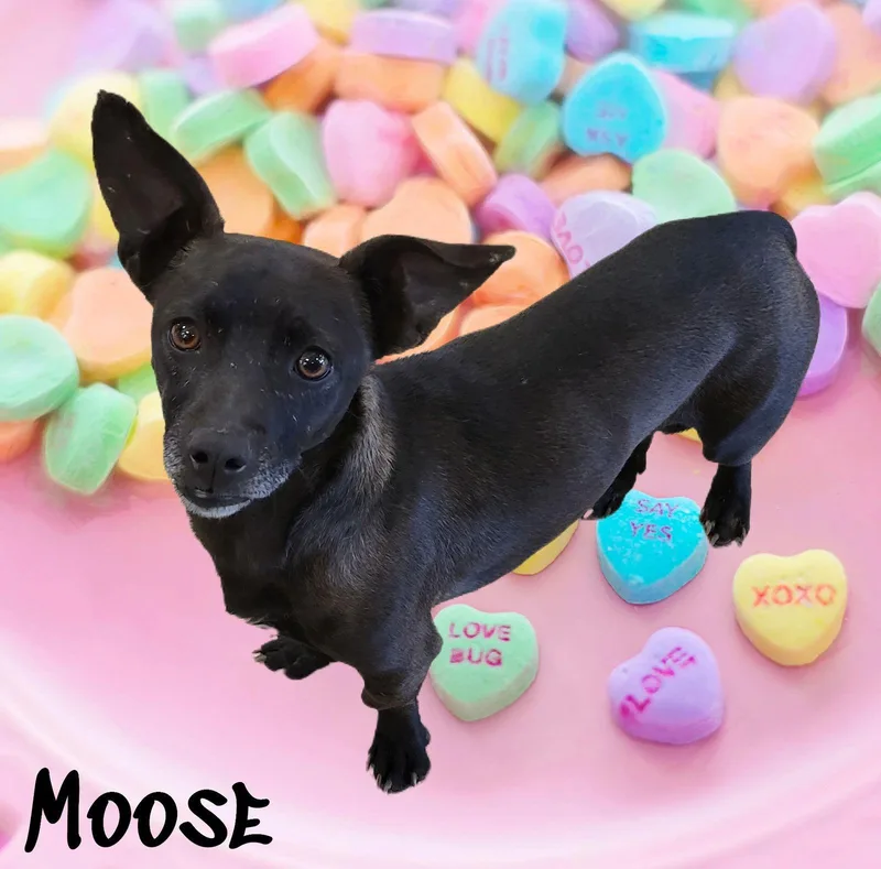Moose thumbnail 2