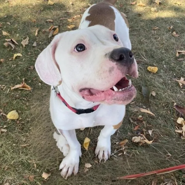 An adult medium-sized female White / Cream Terrier dog named Ruby for adoption in Elyria, OH