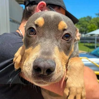 A baby medium-sized female Terrier dog named Katniss for adoption in Gastonia, NC