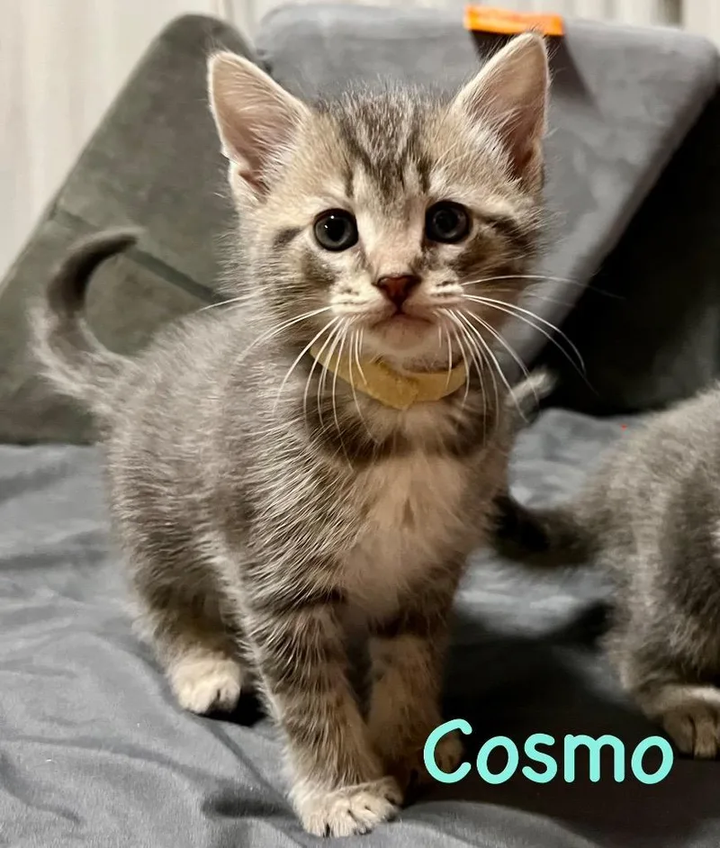 Cosmo