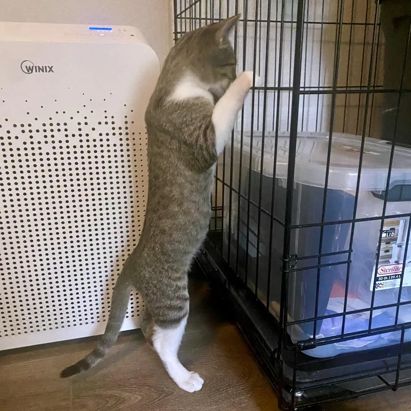 A baby medium-sized female Brown / Chocolate Domestic Short Hair cat named Formula One for adoption in Austin, TX