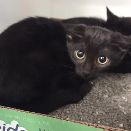 A baby small-sized female Domestic Short Hair cat named Montana for adoption in Voorhees, NJ